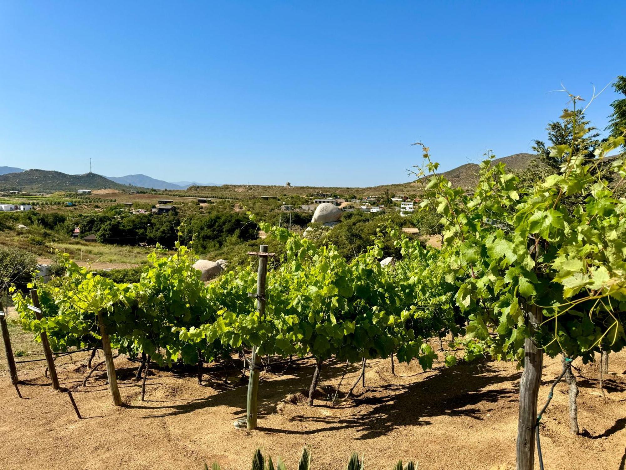 Cabanas Colibri Valle de Guadalupe Dış mekan fotoğraf
