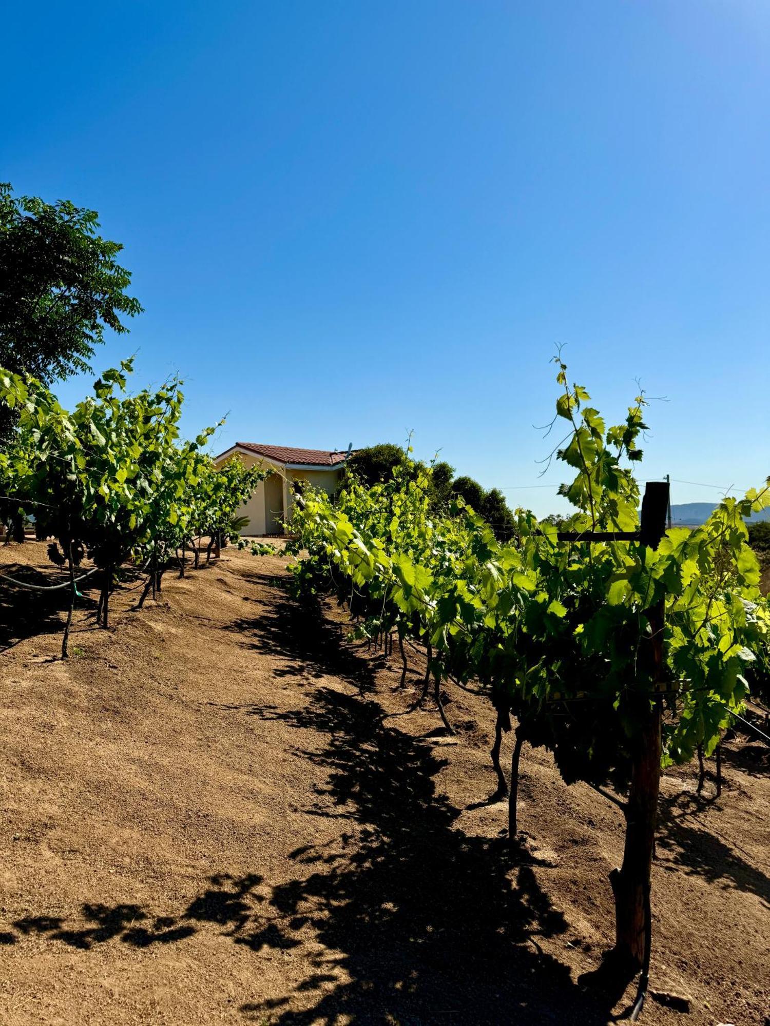 Cabanas Colibri Valle de Guadalupe Dış mekan fotoğraf